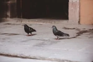 יונים
