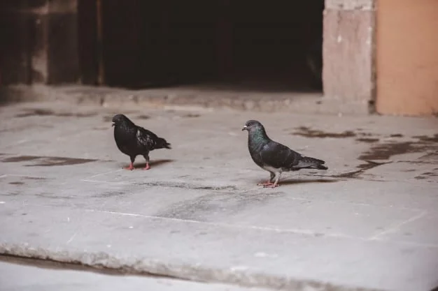 יונים