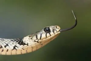 לכידת נחש