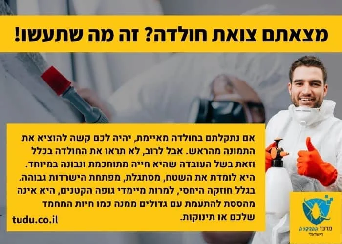 אם נתקלתם בחולדה מאיימת, יהיה לכם קשה להוציא את התמונה מהראש. אבל לרוב, לא תראו את החולדה בכלל וזאת בשל העובדה שהיא חייה מתוחכמת ונבונה במיוחד. היא לומדת את השטח, מסתגלת, מפתחת הישרדות גבוהה. בגלל חוזקה היחסי, למרות מיימדי גופה הקטנים, היא אינה מהססת להתעמת עם גדולים ממנה כמו חיות המחמד שלכם או תינוקות.