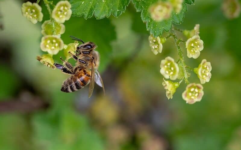 מרחיק דבורים