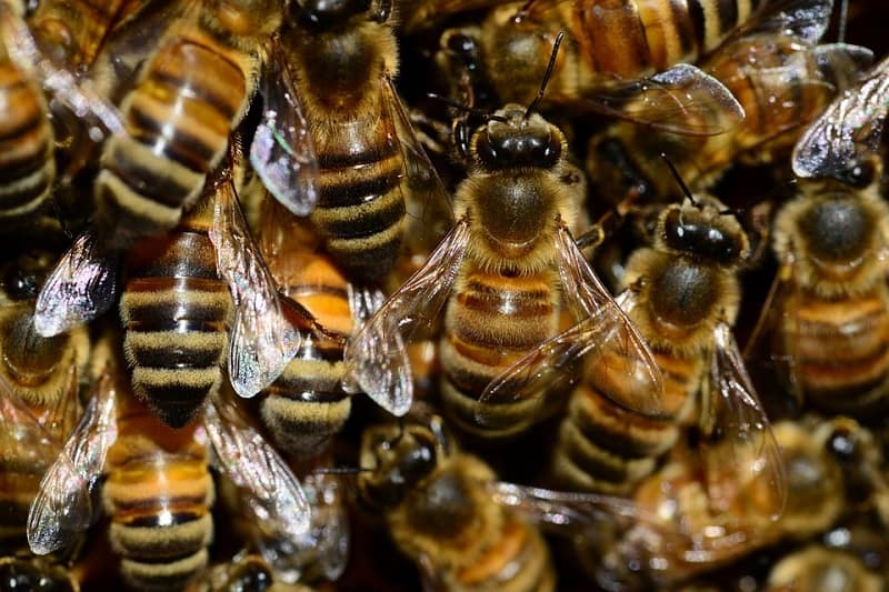 הדברת דבורים מחיר