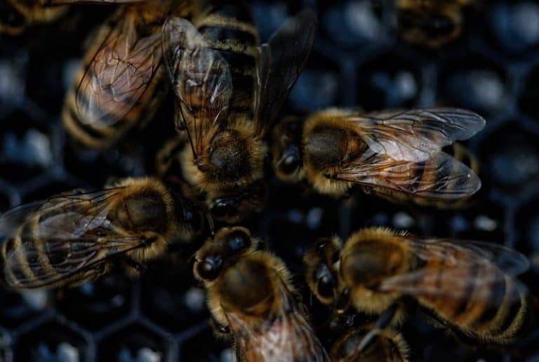 הדברת דבורים וצרעות