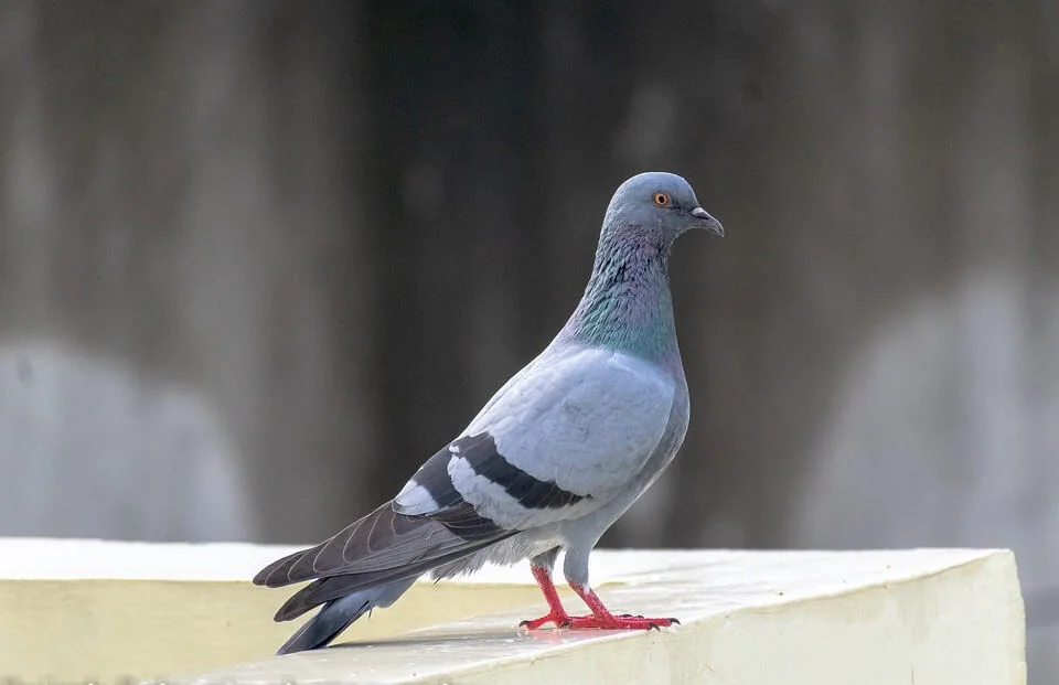 מרחיק יונים