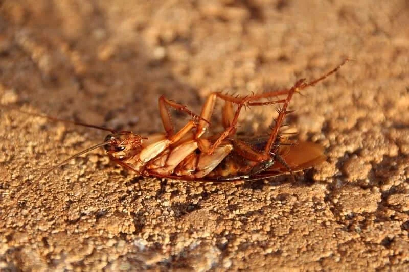 הדברת תיקנים טבעית