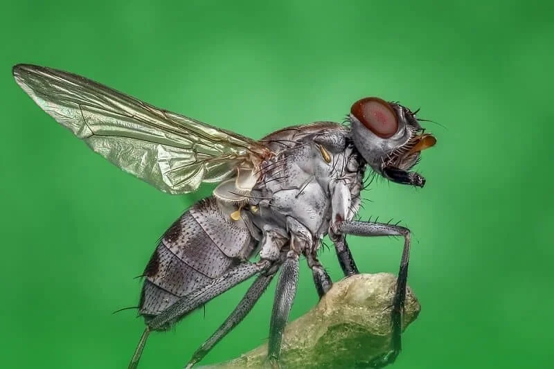 מרחיק יתושים