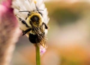 מרחיק דבורים