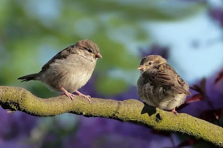 מרחיק ציפורים