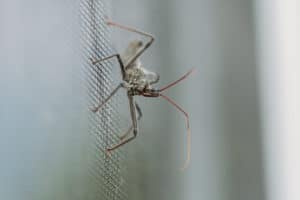 הדברת יתושים בבית