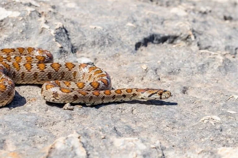 כמה עולה לוכד נחשים