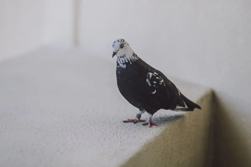 הרחקת יונים ממרפסת שמש