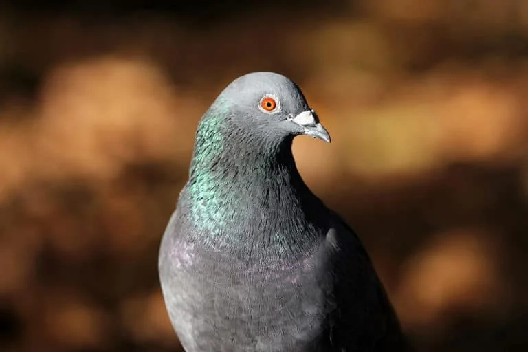 הרחקת יונים מחיר
