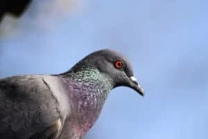 רשת יונים שקופה