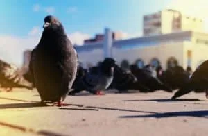 רשת נגד יונים מחיר למטר