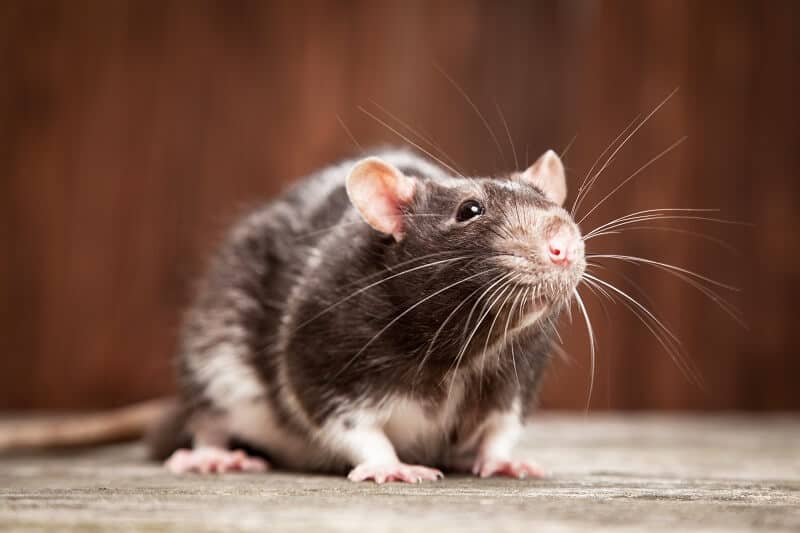 הדברת מכרסמים עכברים