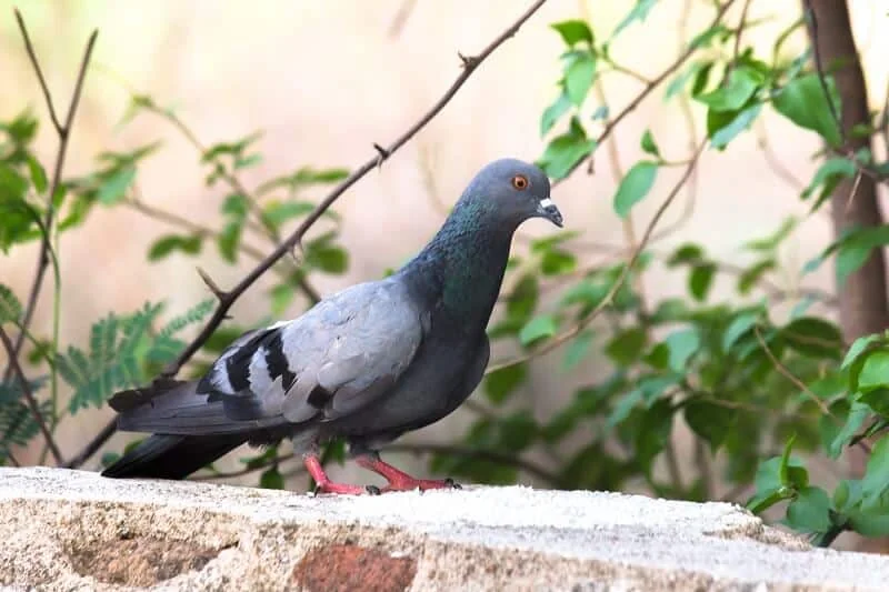 רשת למרפסת נגד יונים